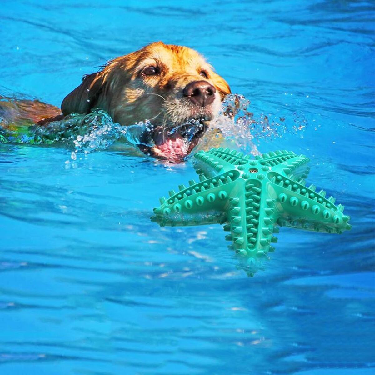 Starfish Dog Chew Toy for Large Dogs